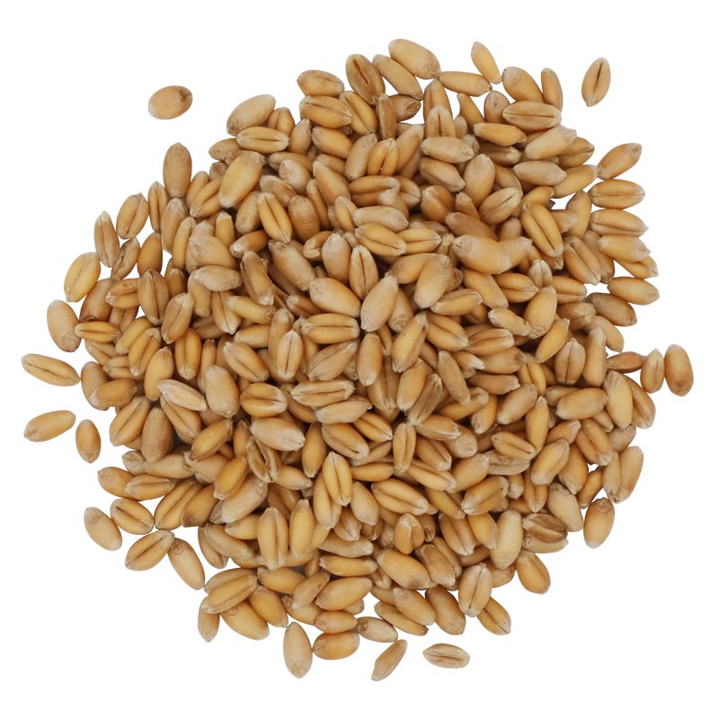 Organic Wheat